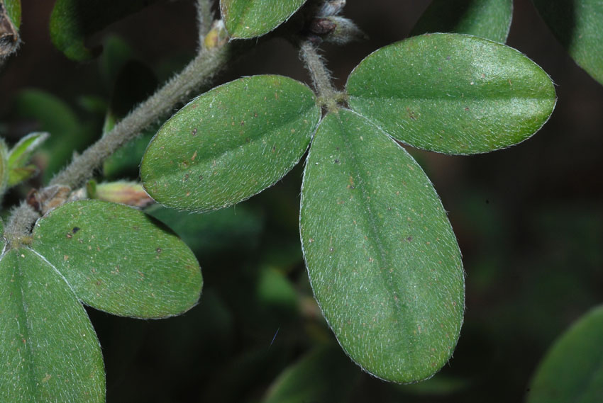 Cytisus villosus / Citiso trifloro